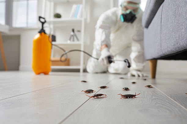 Commercial Rodent Management in Bluffton